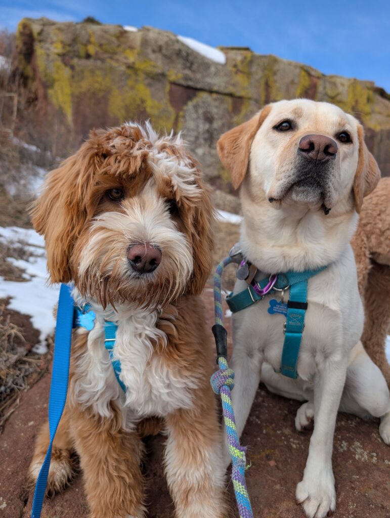 brown doodle and yellow lab