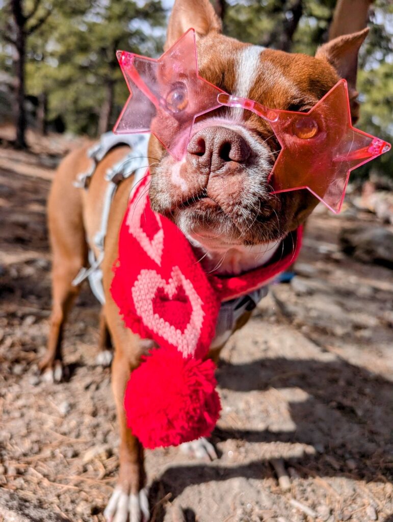 boston terrir dog wearing pink sunglasses