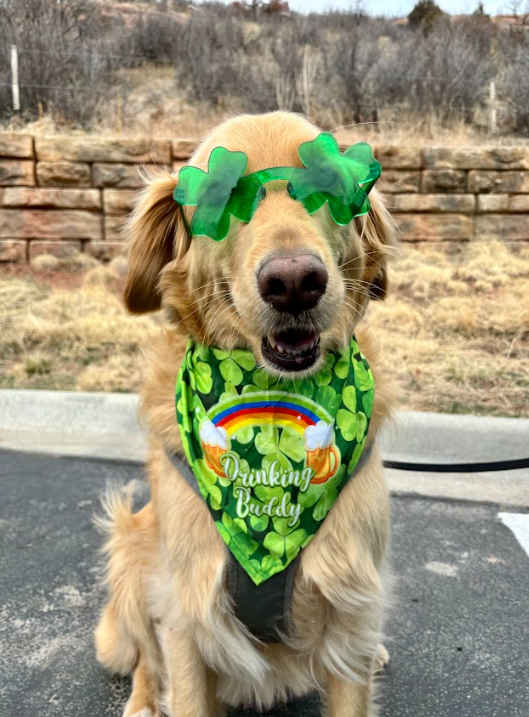 Dog-Friendly St. Patrick’s Day