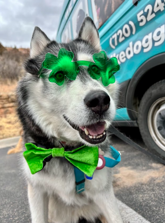 Dog-Friendly St. Patrick’s Day