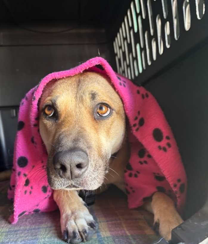 brown dog with blanket cozy