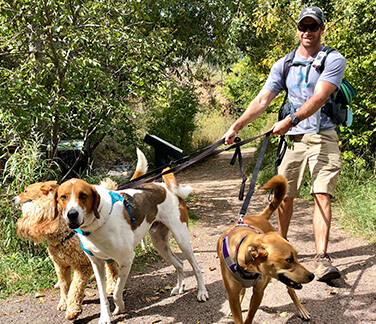 Professional dog walker leading three dogs on leash