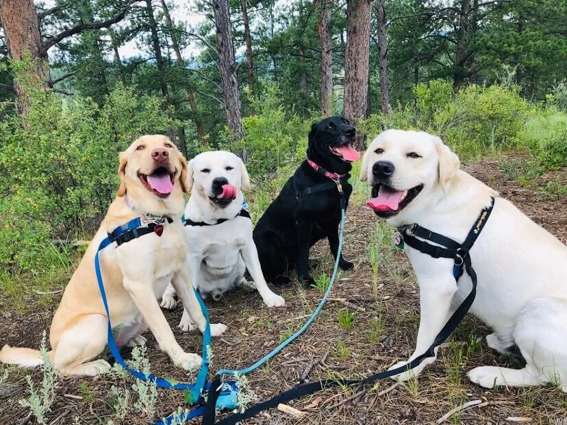 Three dogs standing together in forest clearing, pack hike