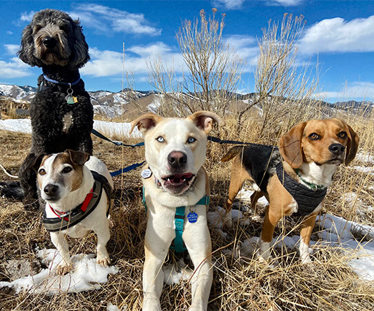 Pack of dogs gathered together on trail, social group walk