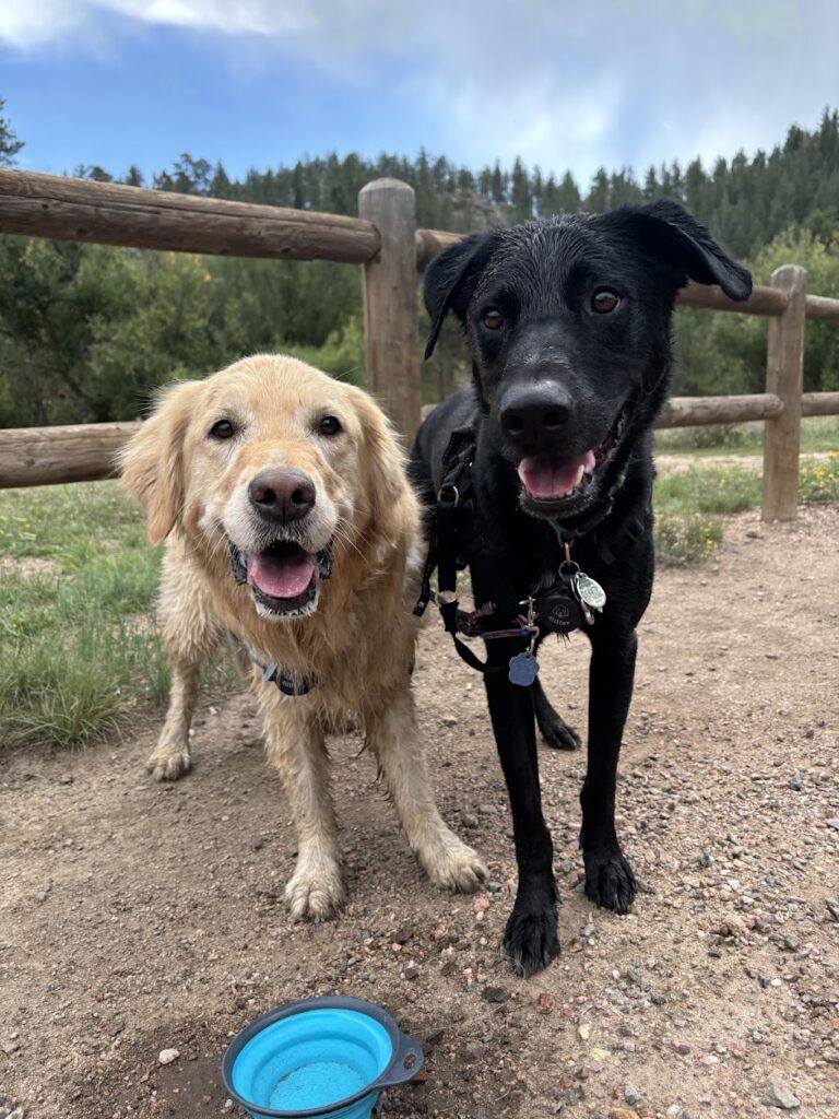 golden and black dog