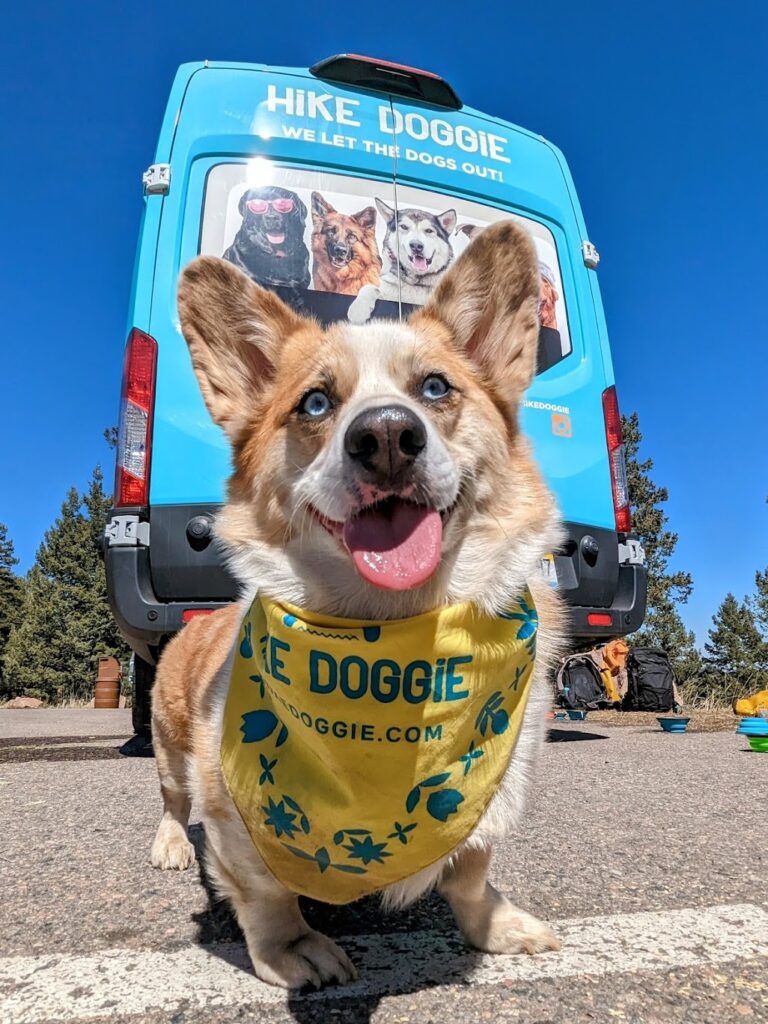 corgi in front of blue bus