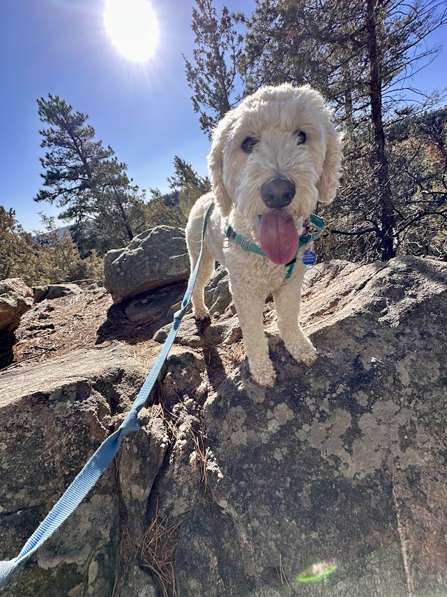 white doodle on rock