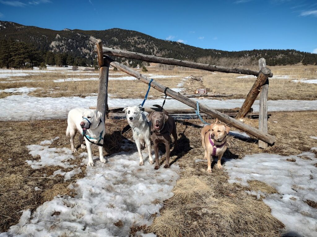 elk meadow park winter hikes for denver dogs