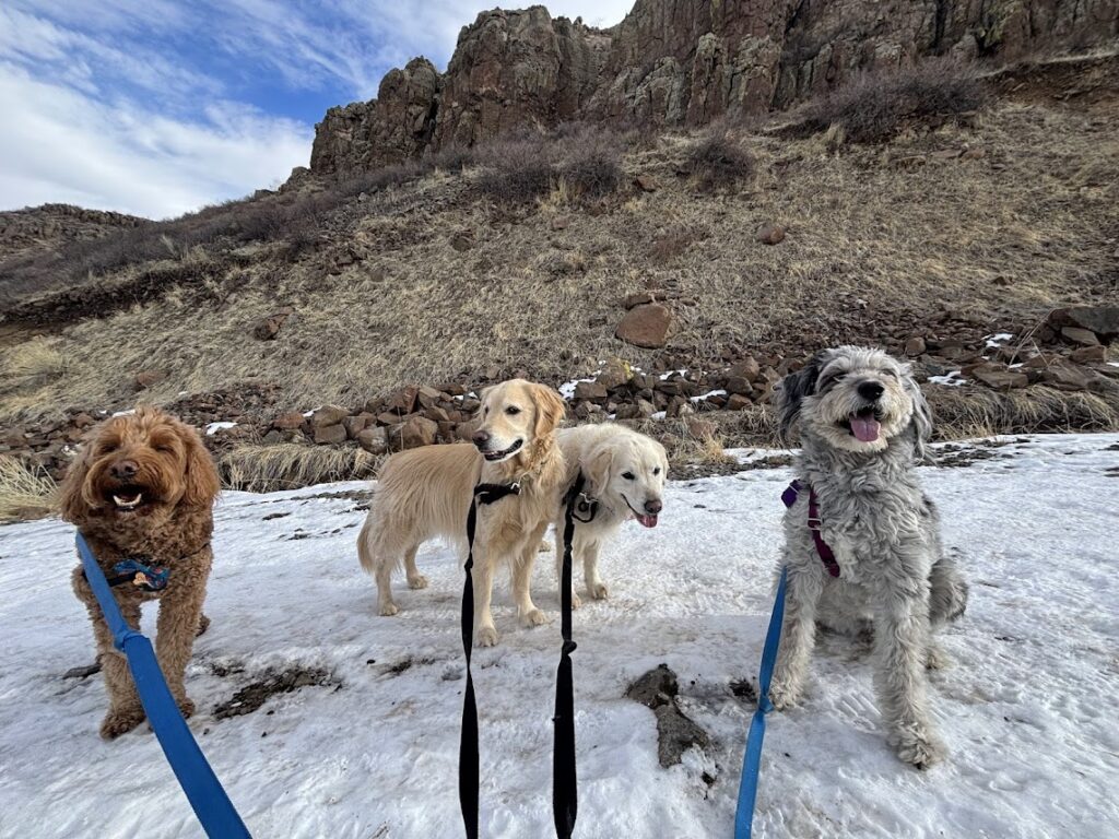 north table mountain winter hikes for denver dogs