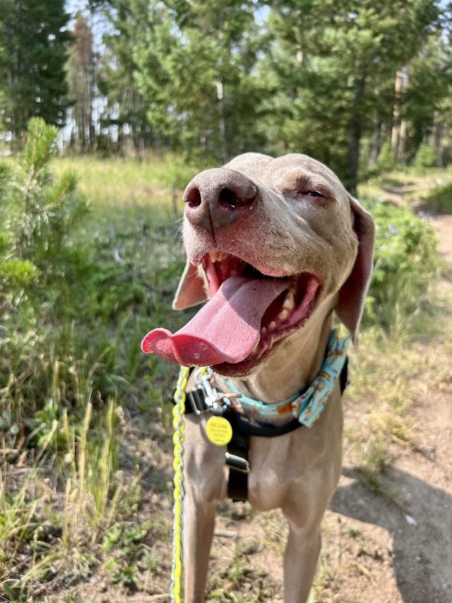 Weimaraner