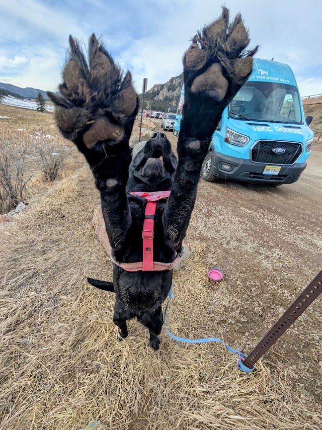 black lab paws in the air