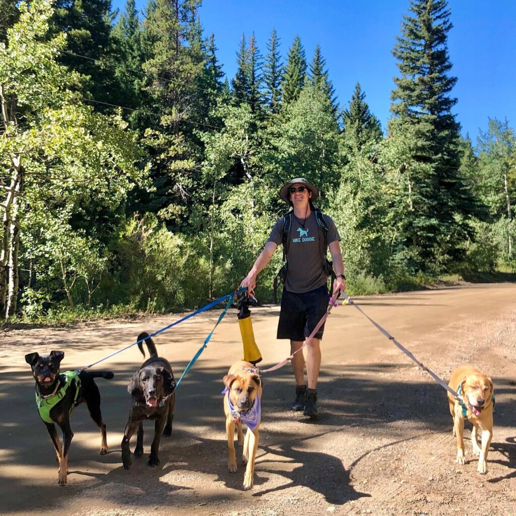 Dog walker leading multiple dogs on leash through forest path