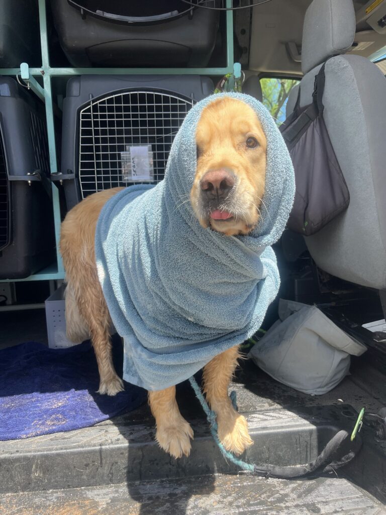 muddy trail towel golden retriever