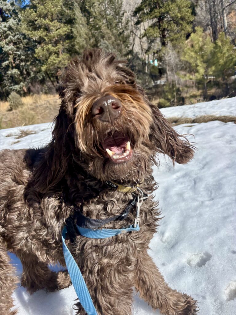 dog friendly restaurants boulder co