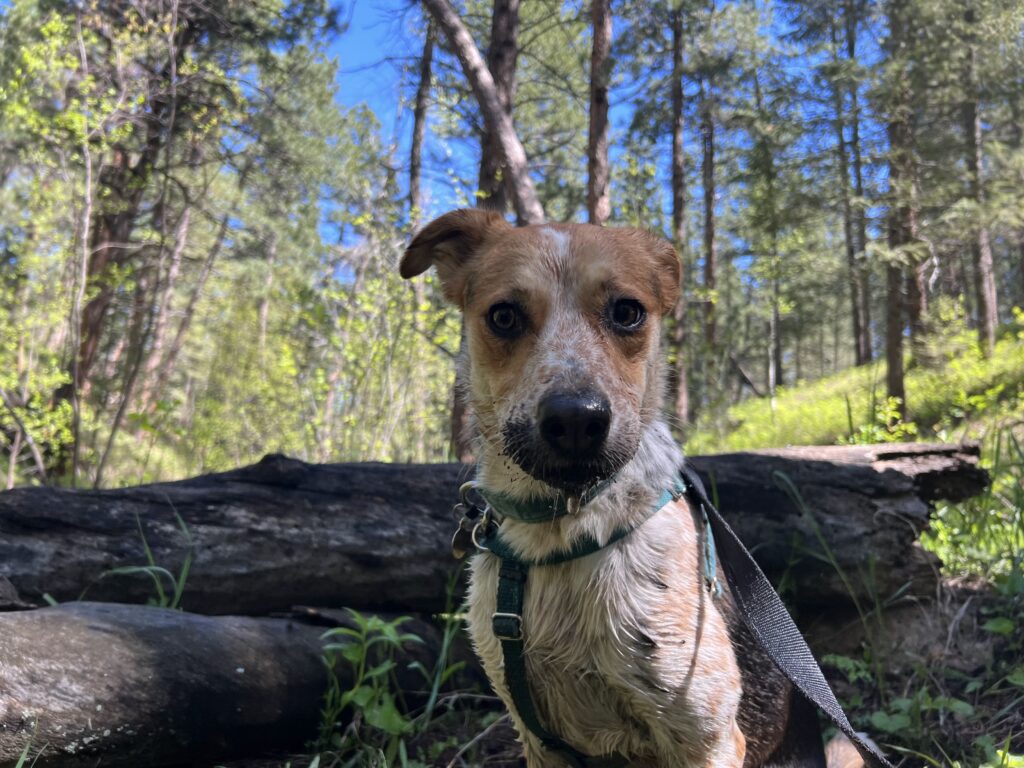 muddy trail pup