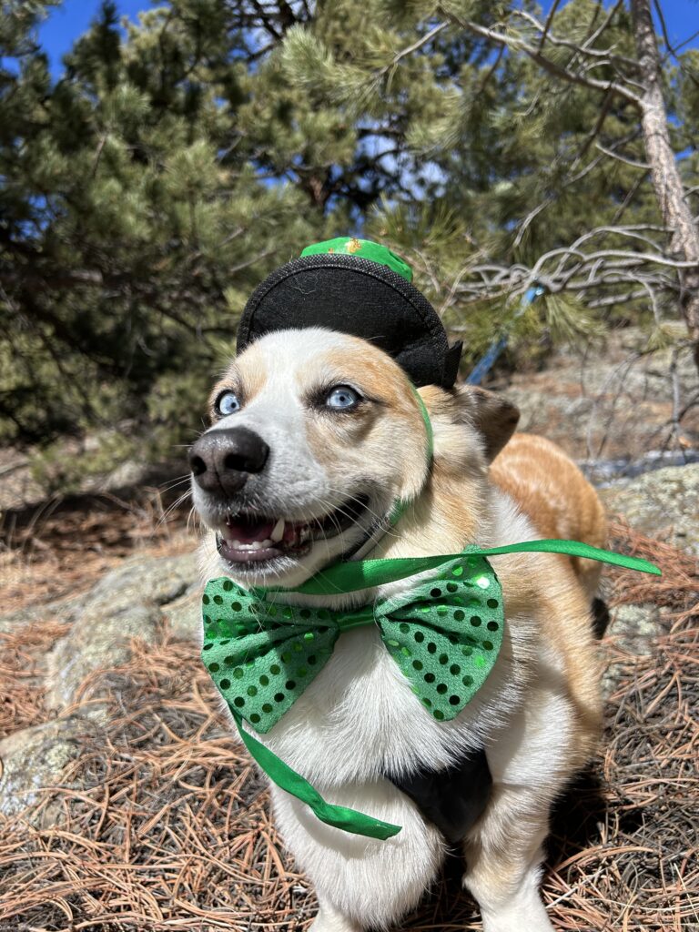 Dog-Friendly St. Patrick’s Day