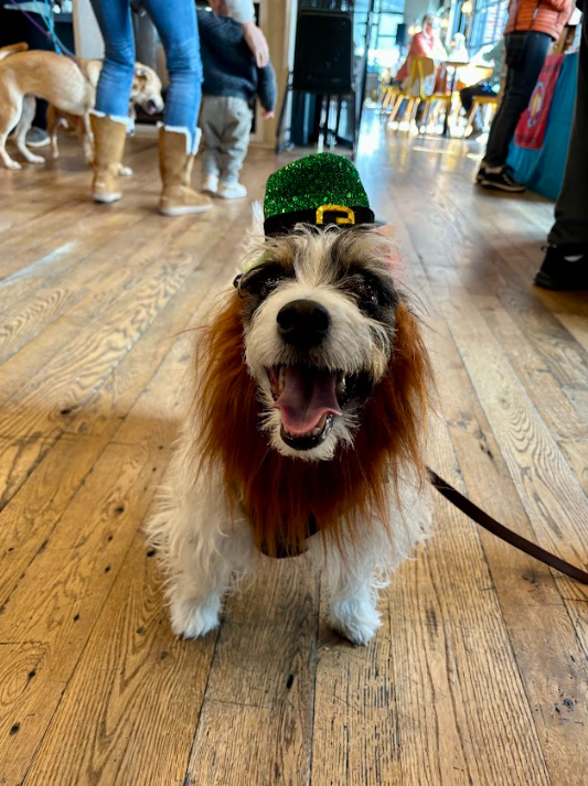 Dog-Friendly St. Patrick’s Day