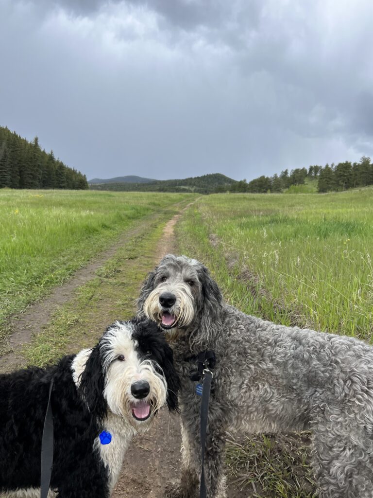 ticks
