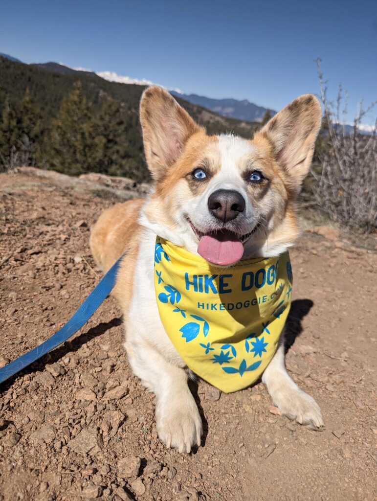 Fi collars for dog hiking in boulder where hike doggie flatirons is 