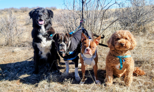Grade A dog hiking service