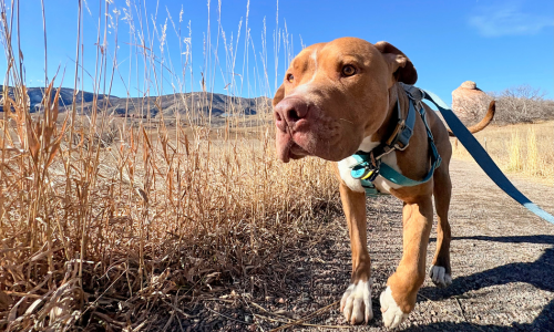 dog hiking on a trail in colorado