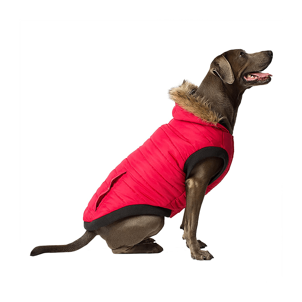 Small lab wearing red jacket, winter walk gear