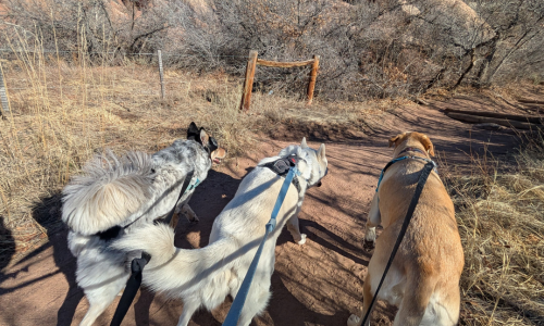 three dogs hiking on a trail