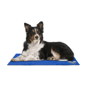 Black and white collie lying on blue mat