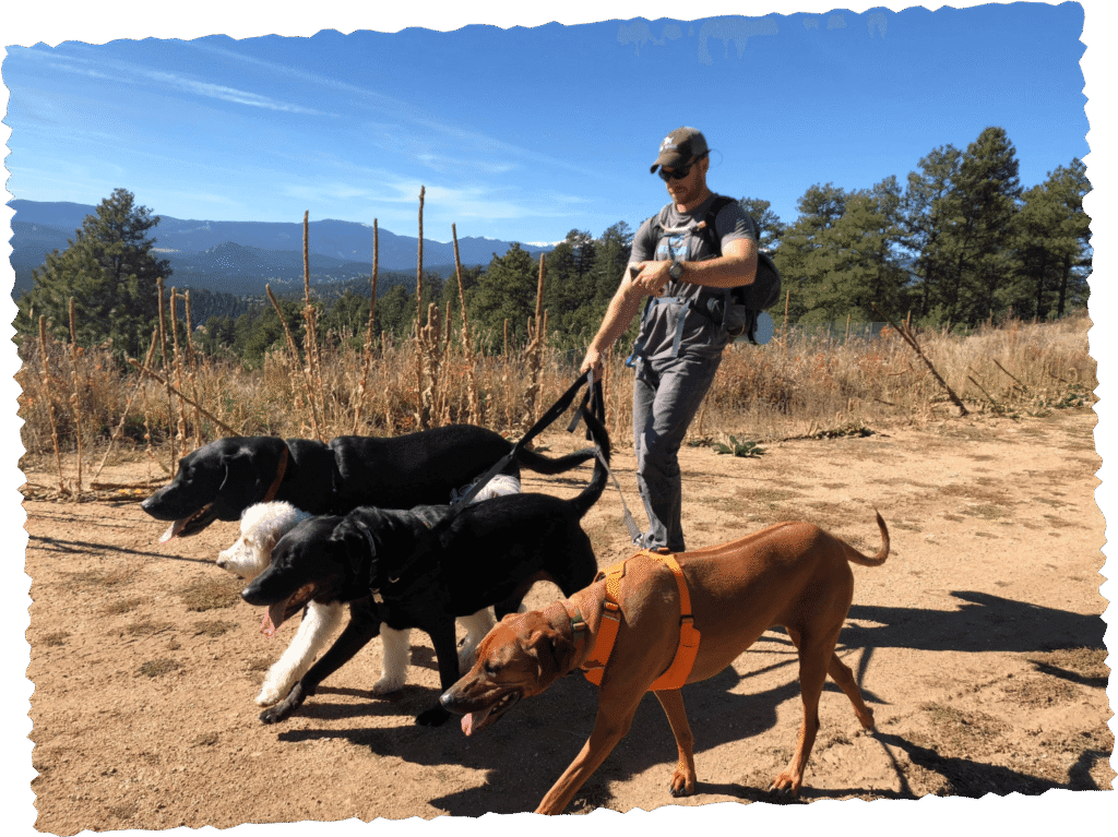 Professional dog walker leading multiple dogs on leash through park