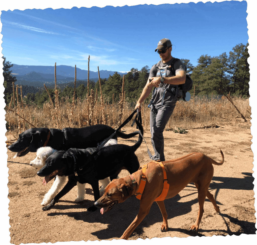 Person walking two dogs on leashes along dirt trail, professional dog hiking service