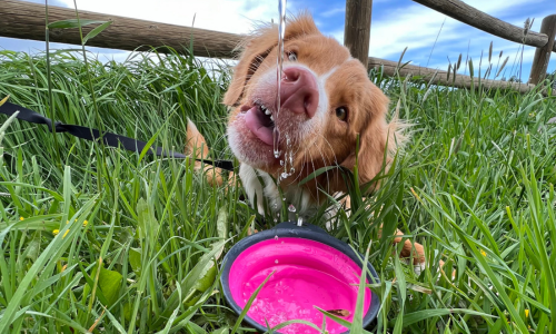 Dog drinking water
