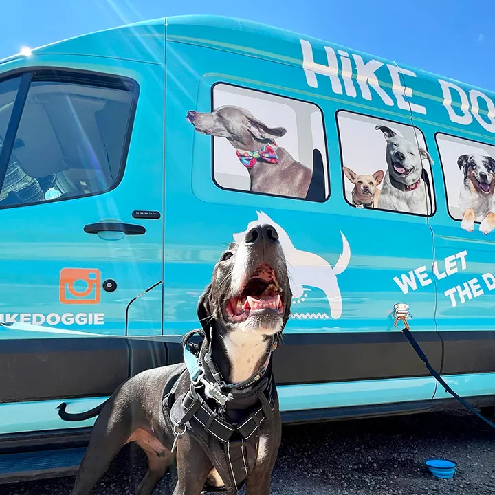 Pitbull looking up beside branded Hike Doggie van