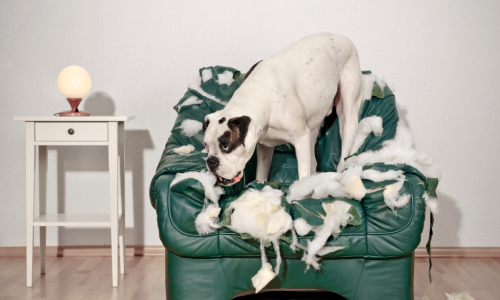 dog destroying chair