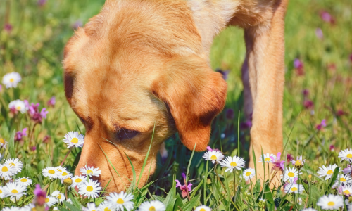 dog sniffing flowers
