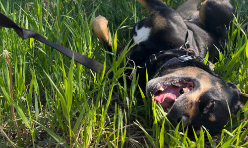 dog rolling in grass