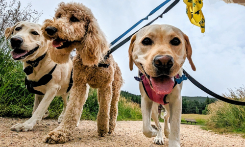 pack of dogs hiking