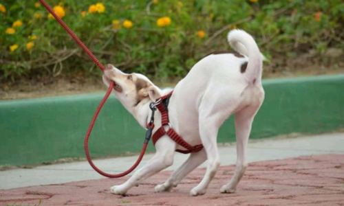 dog pulling on leash
