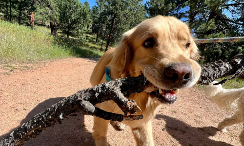 dog with stick