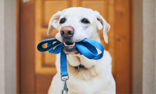 Dog board with leash in mouth