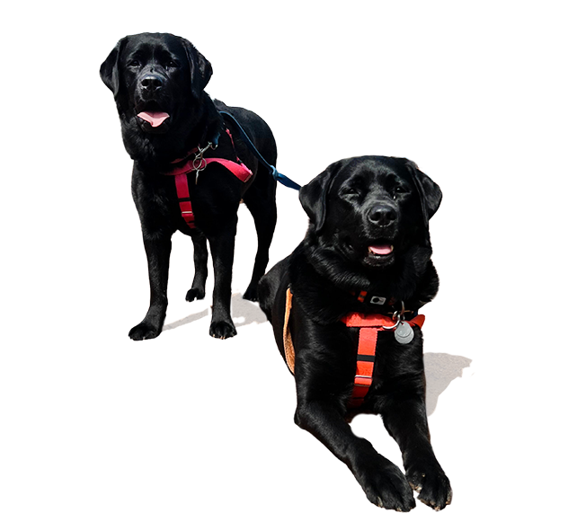 Two black labs
