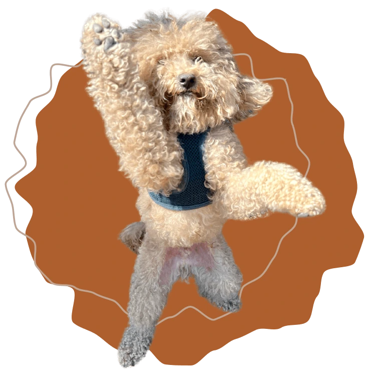 Small fluffy shih tzu jumping excitedly, energetic adventure dog