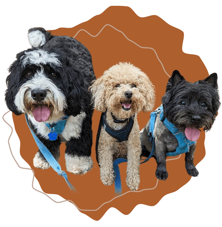 Three dogs grouped together ( doodle & two shih tzus) with brown badge background, pack hiking concept