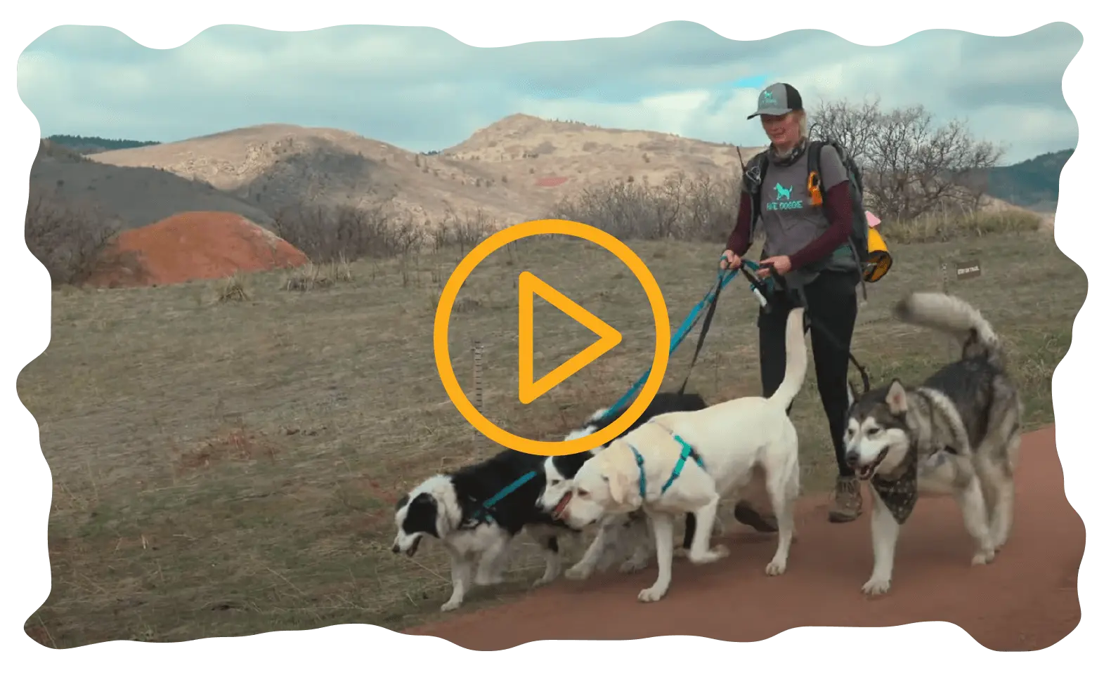 Group of dogs and handler walking away from van together
