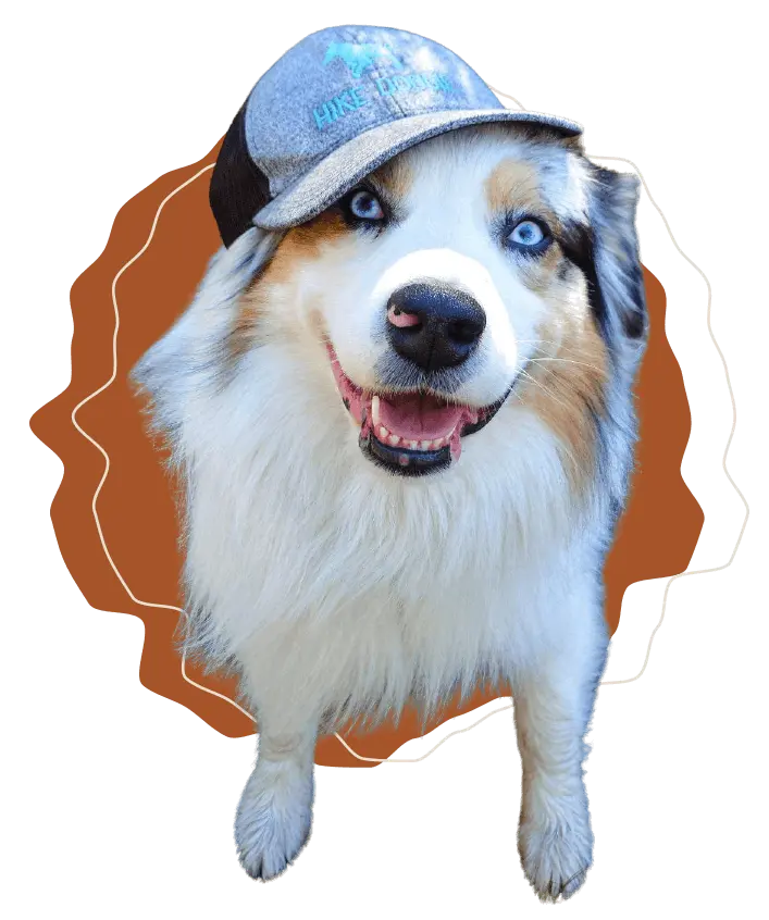 Husky portrait with brown badge background