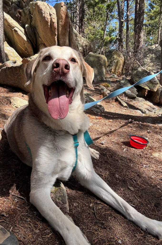 Happy Labrador resting after outdoor play