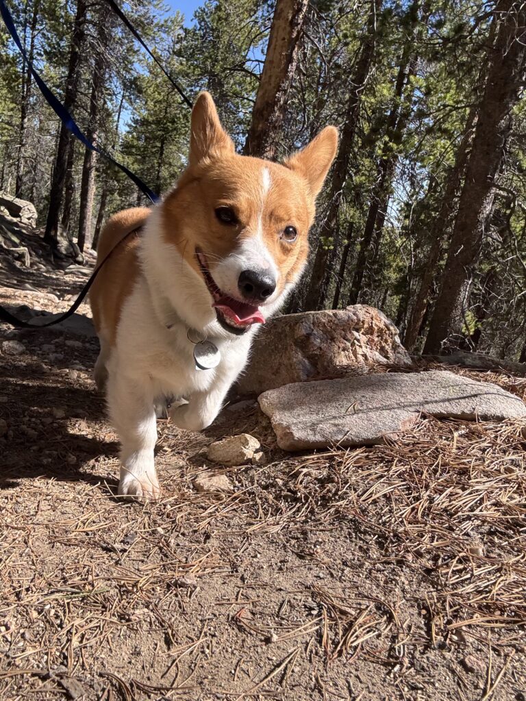 Corgi exploring forest trail during hike