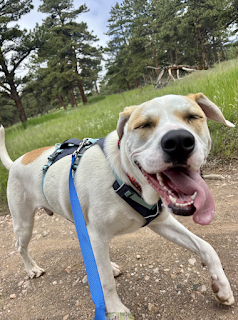 Labrador on leash smiling during outdoor walk