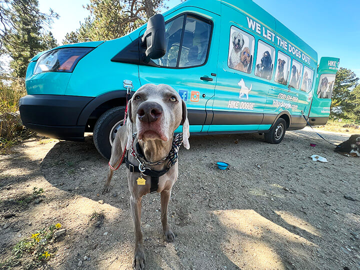 Labrador standing on trail in front of van, ready for hike