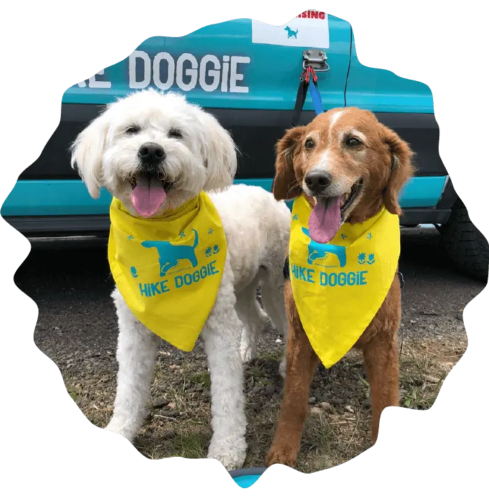 Two happy dogs wearing yellow “Hike Doggie” bandanas stand side by side in front of a blue vehicle, both with their tongues out and looking at the camera—proof that Franchise Profitability starts with wagging tails and joyful adventures.