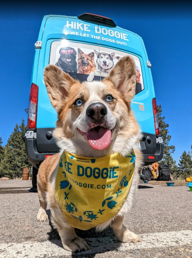 Corgi wearing Hike Doggie bandana, branded hiking companion